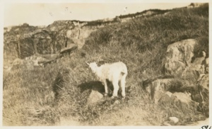 Image of Goats on hillside at St. John's, N.F.